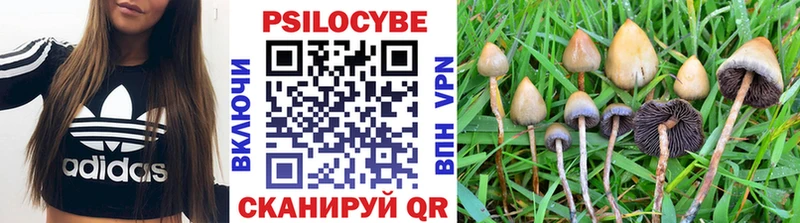 Галлюциногенные грибы Psilocybe  Жиздра 